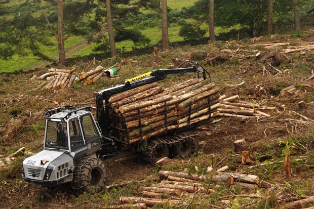 Double-bunked 1.9m pine in a clearfell with some steep ground