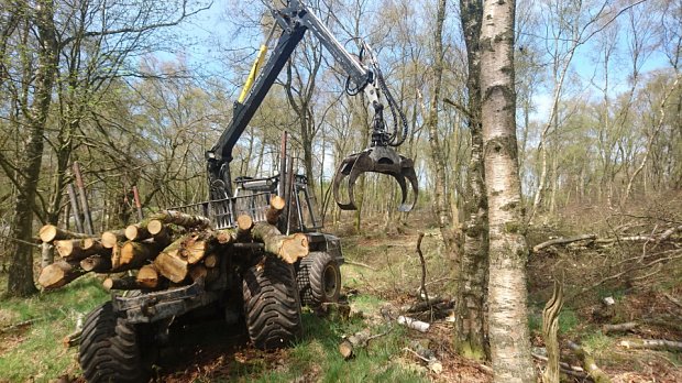 Extracting thinned Birch from a soft site