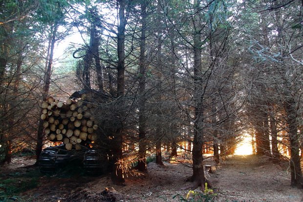 Threading through tight spaces in a thinning, keeping gaps in the canopy to a minimum