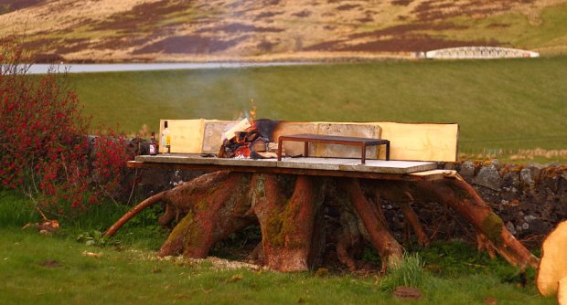 Interesting root structure provides a great talking point