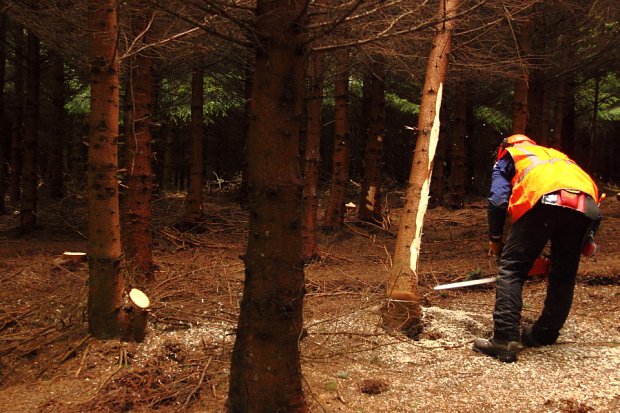 Trees are brashed and selected by hand, cut through at the base and left ready for extraction