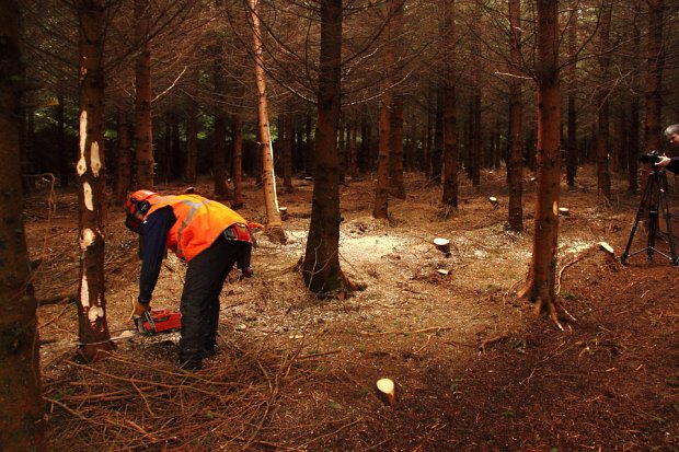 Selecting trees for removal, letting more light into the woodland