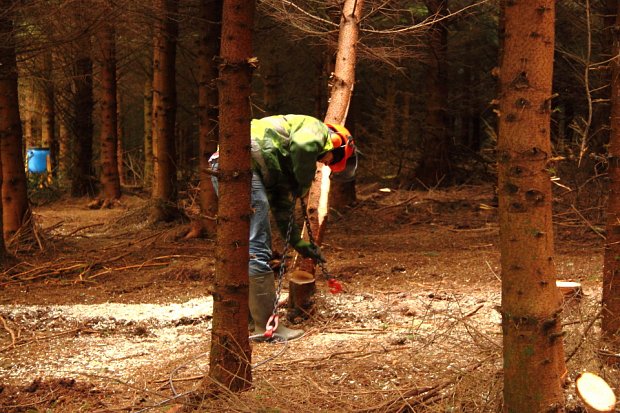 Several selected trees from a row are then attached to the winch rope with chains