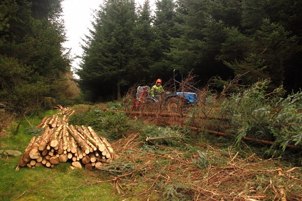 The tractor can then drag them whole between the existing rows of trees to the edge of the wood