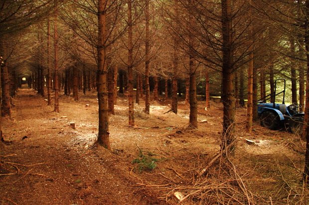 The finished product, a brighter woodland with an even thin, no large gaps in the canopy and a clean woodland floor