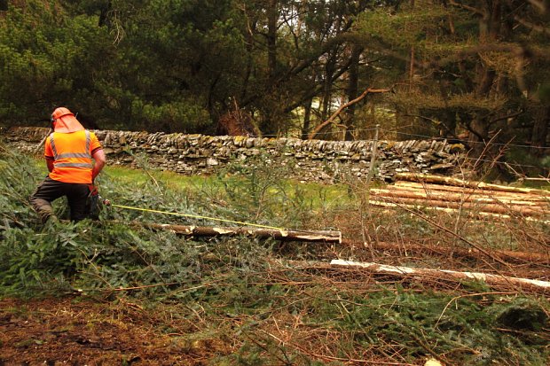 Outside the wood the trees are then processed to recover timber products or could be kept whole. The timber is kept clean during extraction by all the branches